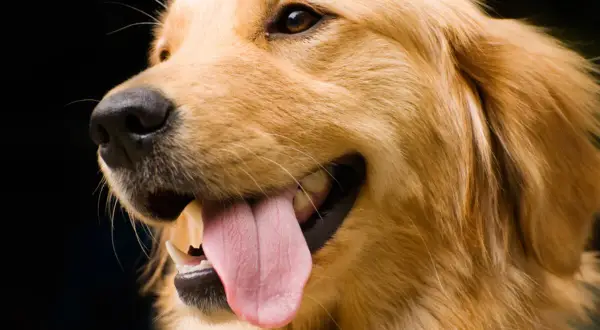 Szczęśliwy golden retriever z wystawionym językiem, gotowy do nauki, jak wytresować golden retrievera.