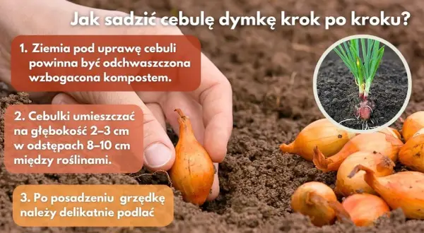 Jak głęboko sadzić dymkę? Sekret obfitych plonów cebuli