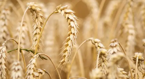 Épis de blé dorés, certains courbés, prêts pour la récolte. L'ergot du blé, une menace pour les moissons, est absent de ce champ sain.