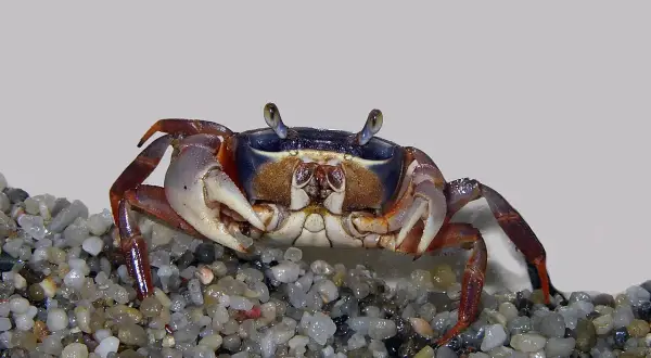 Mały krab z fioletowym pancerzem i pomarańczowymi odnóżami siedzi na żwirze.