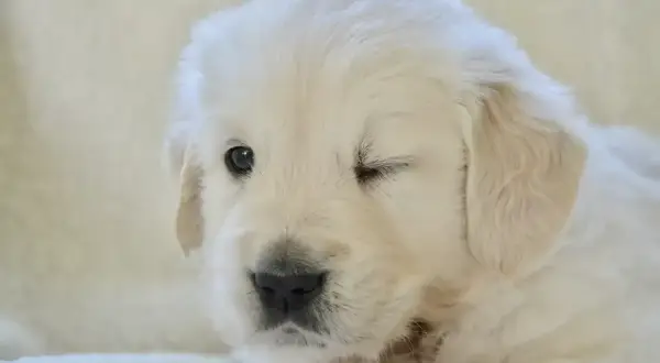 Uroczy szczeniak golden retriever mruga jednym okiem, jakby właśnie odkrywał świat, kiedy szczeniaki otwierają oczy.