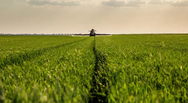 Traktor opryskuje pole zboża, stosując środki grzybobójcze. Słońce zachodzi nad zielonym łanem.