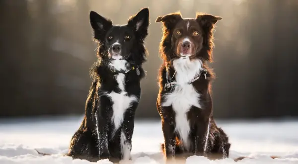 Dwa psy, czarny owczarek australijski i brązowy border collie, siedzą w śniegu, oświetlone słońcem.