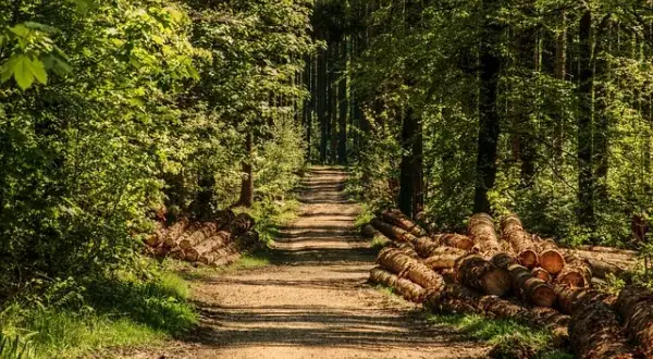 Ile można zarobić na 1 ha lasu? Zaskakujące fakty i możliwości