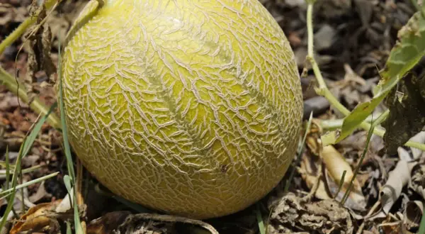 Dojrzewająca melon na łodydze, z charakterystyczną, siatkową skórką.
