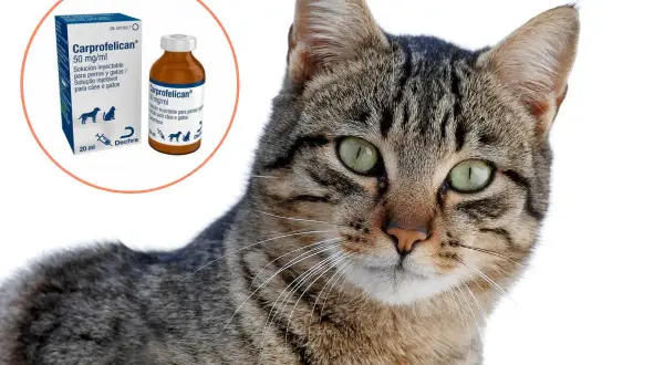 Gato con ojos verdes junto a caja y frasco de Carprofelican, un antiinflamatorio para gatos y perros.