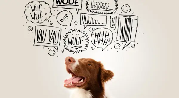 Ein braun-weißer Hund schaut nach oben, während Sprechblasen mit "Wuff", "Grrr" und "Vau-Vau" zeigen, wie bellt ein hund.