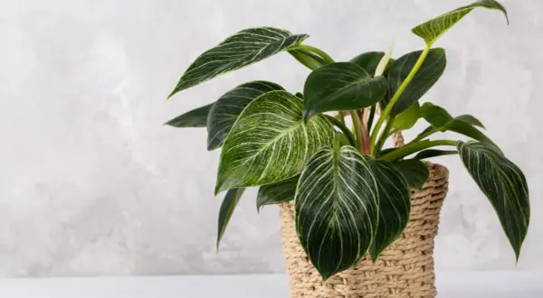 Kwiat filodendron 'Birkin' w plecionym koszu, z ciemnozielonymi liśćmi ozdobionymi białymi paskami.