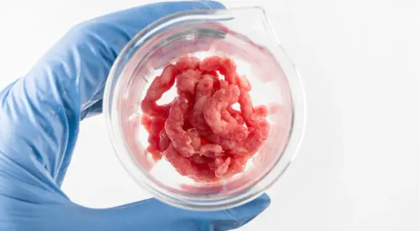 Rękawiczka z laboratorium trzyma szklaną zlewkę z mielonym mięsem. Badanie nad listeria jak się pozbyć.