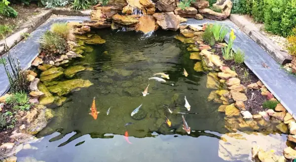 Un bassin à poissons avec cascade, rochers et plantes. Plusieurs carpes koï nagent dans l'eau claire. Idéal pour savoir que mettre au fond d'un bassin à poissons.