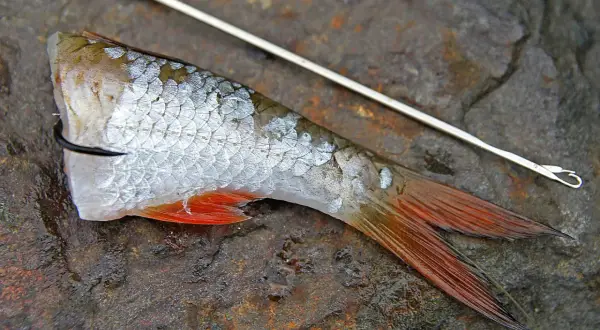 Ein Fischschwanz mit roten Flossen, an einem Haken befestigt, bereit für eine ryderhaken montage.