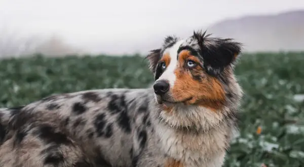 Ein wunderschöner Australian Shepherd Bulldogge Mix mit blauen Augen steht auf einer grünen Wiese.