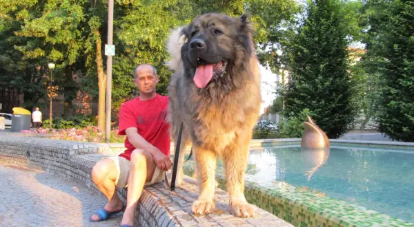 Un hombre sentado junto a una fuente con su imponente pastor del Cáucaso, un perro majestuoso y peludo.
