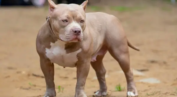 Potężny american bully XXL o beżowym umaszczeniu z białymi znaczeniami, stoi na piaszczystym podłożu.