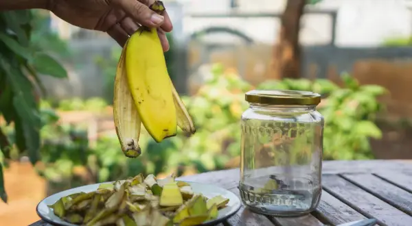Jaki nawóz do bananowców zapewni im zdrowy wzrost i owocowanie?