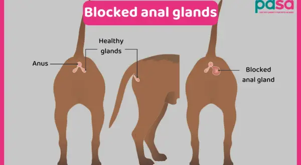 Diagrams show healthy vs. blocked anal glands in dogs. Learn how to know if your dog needs glands expressed.
