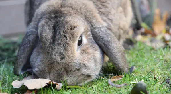 Un coniglio gigante ariete, con il suo soffice pelo grigio, annusa l'erba e le foglie cadute in un giardino autunnale.