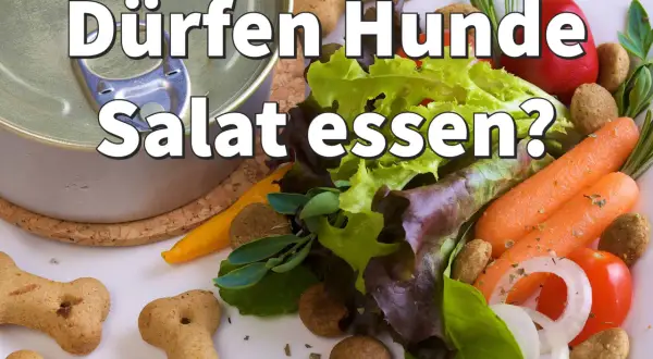 Dürfen Hunde Salat essen? Eine Dose Hundefutter neben frischem Salat, Karotten, Tomaten und Knochenkeksen wirft diese Frage auf.