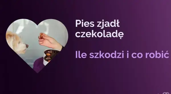 Pies zjadł czekoladę. Czy pies może jeść czekoladę? Dowiedz się, ile szkodzi i co robić.