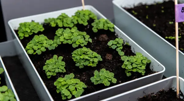Små plantor av senapskål växer i vita krukor. En lila etikett med bokstaven B syns i bakgrunden.
