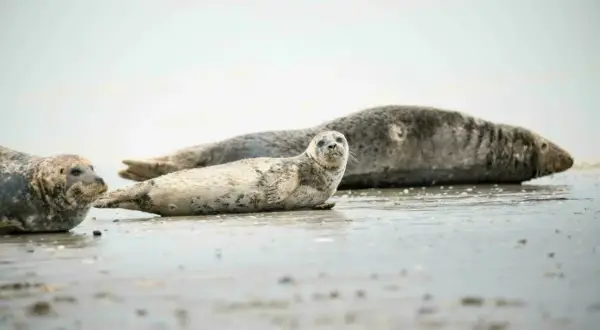 Trois phoques se prélassent sur le sable mouillé, un spectacle typique des lieux insolites de la Baie de Somme.