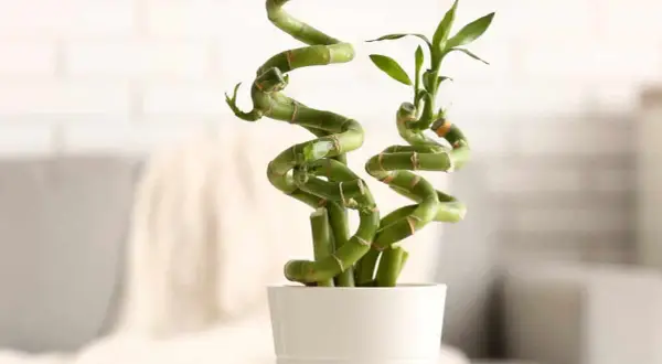 Un élégant bambou intérieur en spirale dans un pot blanc, apportant une touche de nature et de sérénité à votre espace.