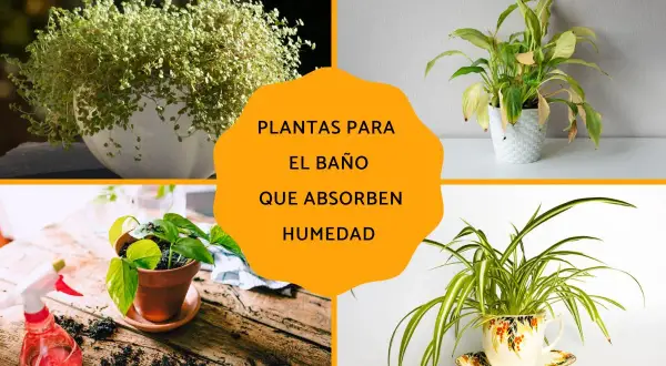 Plantas para el baño que absorben humedad: un helecho frondoso, una planta de interior en maceta blanca, una planta de hoja verde en maceta de terracota y una planta araña en una taza decorativa.