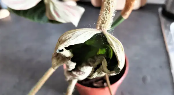 Delicate ragnatele sulle piante, con piccoli granelli di polvere intrappolati, creano un'atmosfera eterea su una foglia secca.