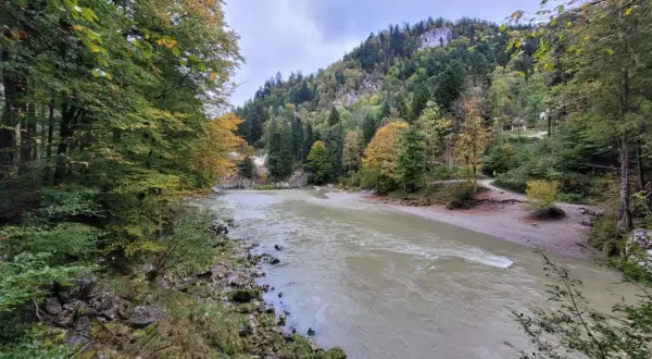 Herbstliche Farben säumen den Weg bei der entenlochklamm wanderung. Ein breiter Fluss fließt durch eine bewaldete Schlucht mit felsigen Hängen.