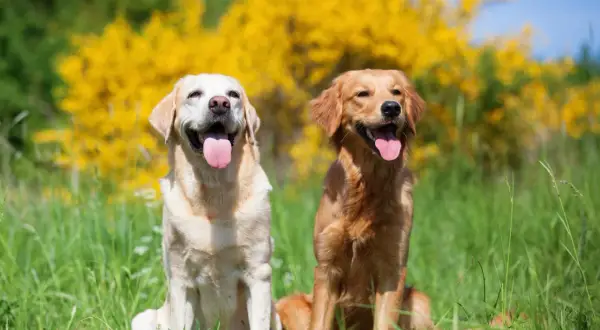 Uśmiechnięty labrador i golden siedzą w trawie na tle kwitnących krzewów.