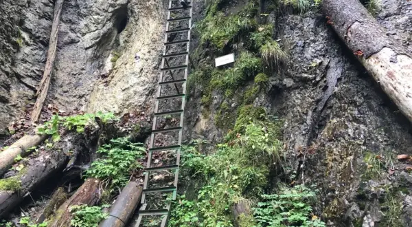 Wspinaczka po metalowej drabinie w wąwozie, gdzie skały porasta mech i paprocie. To może być przełom Hornadu, wymagający szlak.