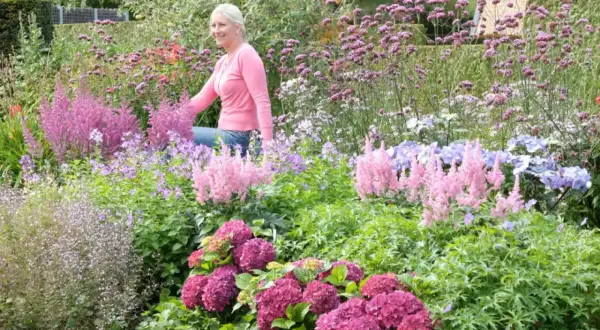 Kobieta w różowej bluzce wśród kwitnących hortensji i astilbe. W tle fioletowe kwiaty, tworzące barwny krajobraz najdłużej kwitnącego krzewu.