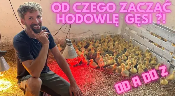 Hodowla gęsi jak zacząć? Kluczowe kroki do sukcesu w farmie gęsiej