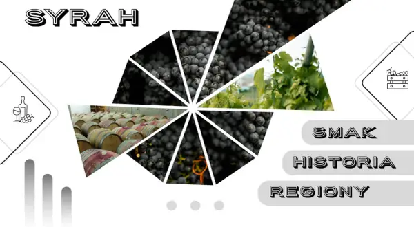Syrah: winogrona, beczki w piwnicy, winorośl. Smak, historia, regiony.