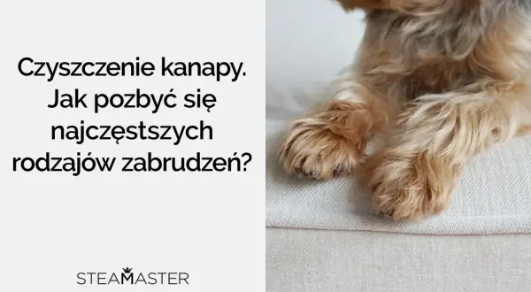 Czyszczenie kanapy: jak odświeżyć mebel po psotach pupila? Poradnik Steamaster.