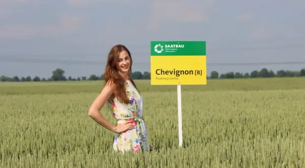 Kobieta w kwiecistej sukience stoi w polu pszenicy ozimej odmiany Chevignon.