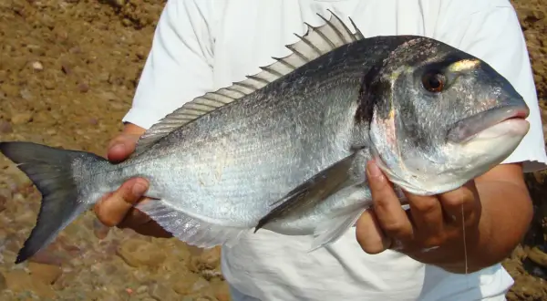 Un pêcheur tient fièrement une magnifique dorade royale argentée, ses écailles brillantes reflétant la lumière du soleil.