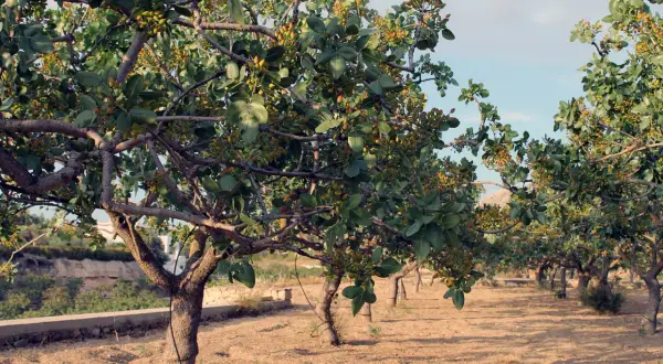 Filari di alberi di pistacchio carichi di frutti, un paesaggio tipico di dove cresce il pistacchio in Italia, con terreno sabbioso e cielo azzurro.
