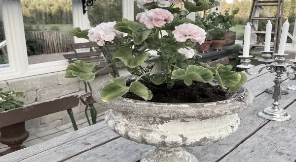 En vacker rosa pelargon i en gammal urnkruka, redo att plantera om efter vintern.