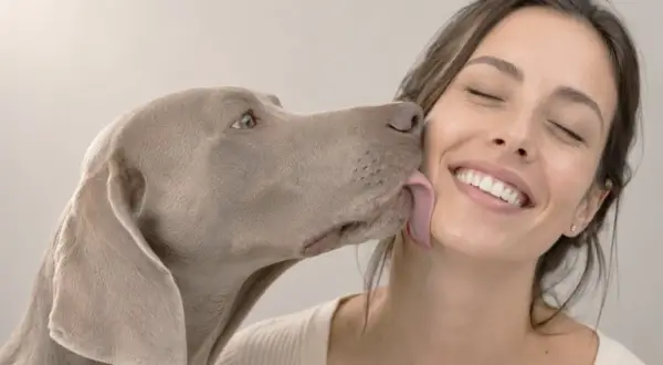 Ein Hund leckt mich ab, ein liebevoller Zungenkuss von meinem besten Freund.