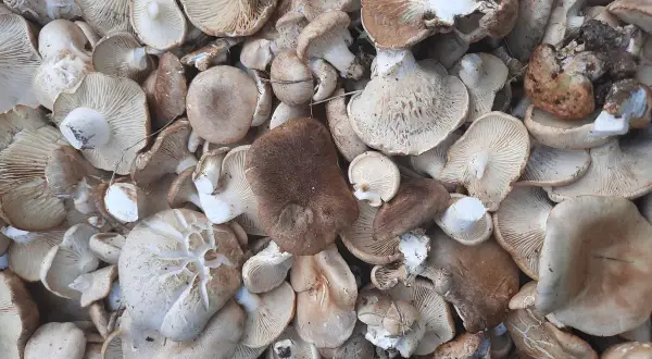 Un montón de setas de cardo, algunas con sombreros anchos y otras más pequeñas, listas para ser cocinadas.