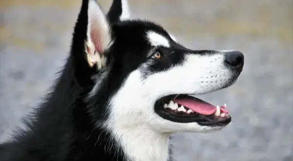 Jaka karma dla husky? Odkryj, co zapewni zdrowie i energię