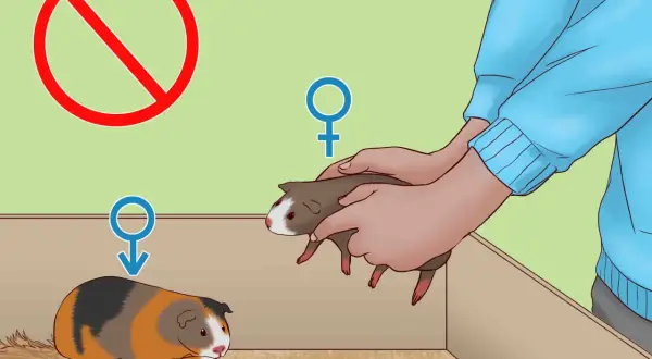 Interdiction de la castration cochon d'Inde. Symboles de genre et cochons d'Inde dans un enclos.