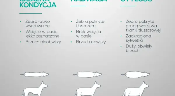Jak odchudzić psa? Porównanie idealnej kondycji, nadwagi i otyłości u psów. Ilustracje pokazują różnice w budowie ciała.