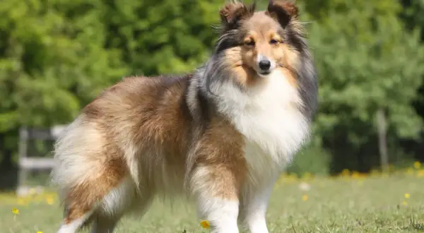 Ein wunderschöner Aussie Sheltie Mix steht stolz auf einer grünen Wiese mit gelben Blumen. Sein Fell ist lang und buschig, in Braun-, Schwarz- und Weißtönen.