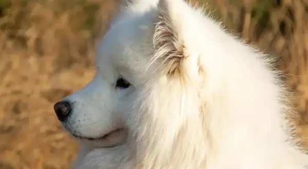 Piękny samojed, białe futro lśni w słońcu. Zastanawiasz się nad samojed cena?