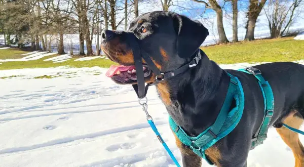 Ein Rottweiler mit Halti und Geschirr steht im Schnee. Die Sonne scheint, Bäume und eine Wiese im Hintergrund.