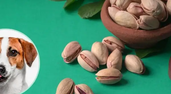 Pistacje dla psa: 4 zagrożenia i co zrobić, gdy pies zje?