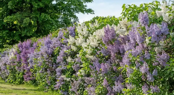 En häck av lila och vita syrener blommar frodigt. Rotskott syren sprider sig och skapar en vacker, doftande mur.