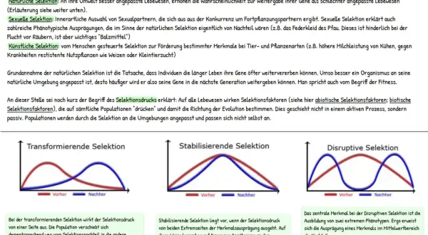 Grafiken illustrieren die Charles Darwin Evolutionstheorie: transformierende, stabilisierende und disruptive Selektion, die die Anpassung von Lebewesen beeinflussen.